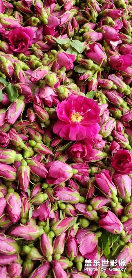 又是一年玫瑰季！
