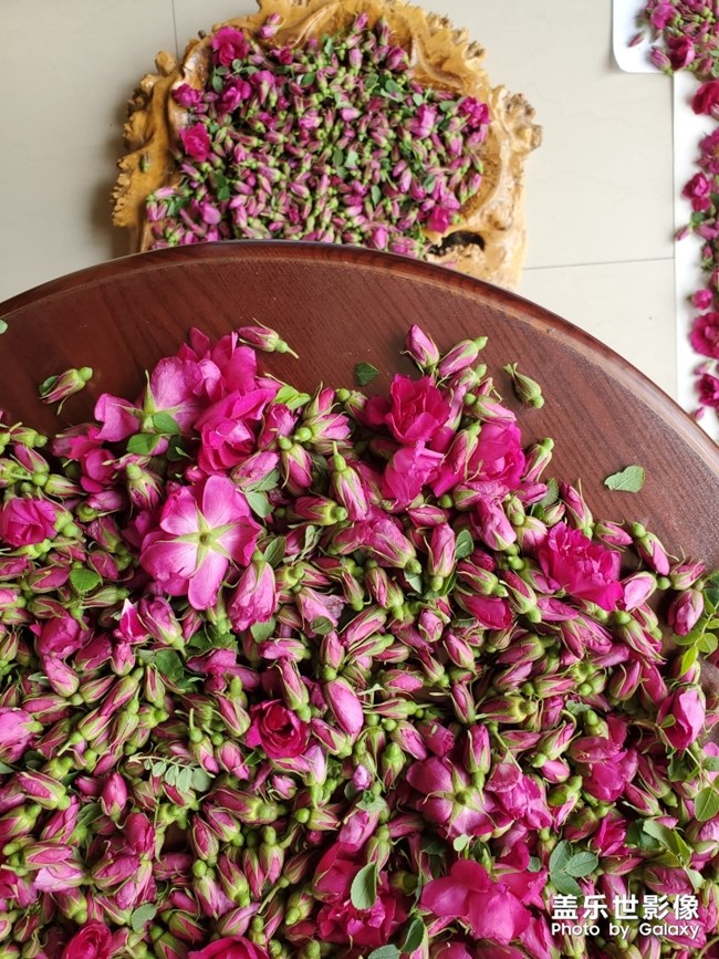 又是一年玫瑰季！