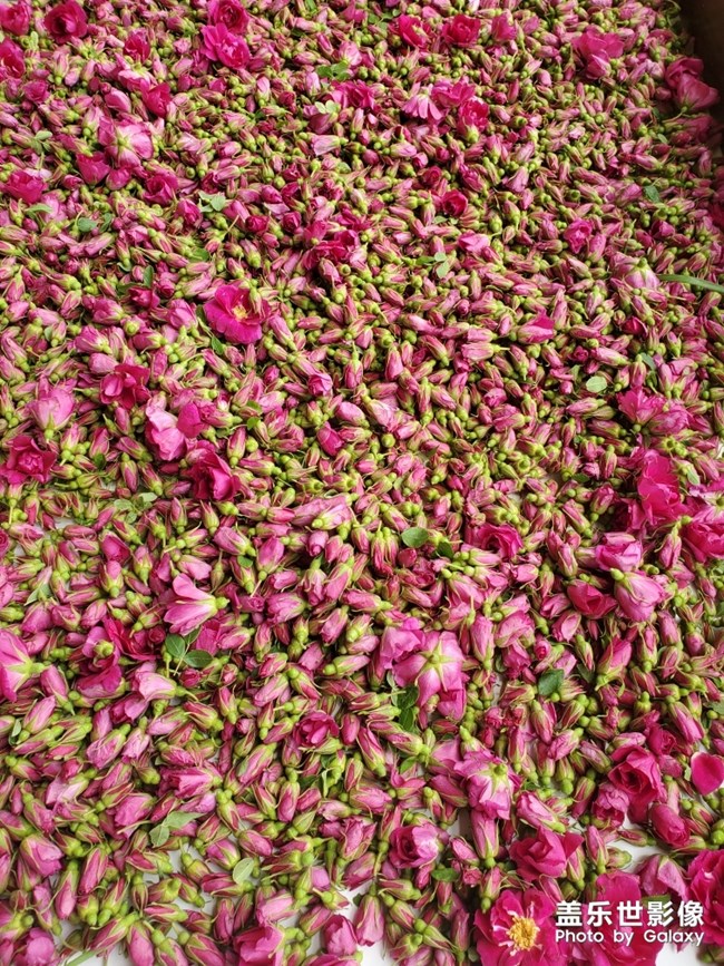 又是一年玫瑰季！