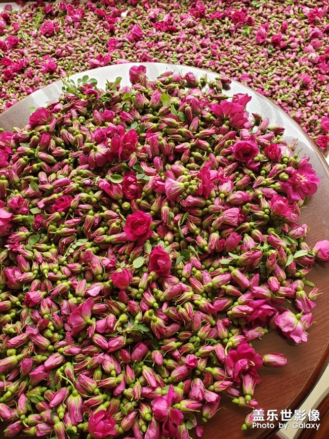 又是一年玫瑰季！