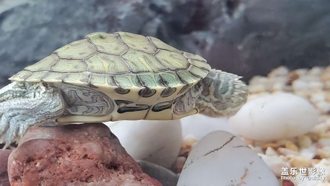 可愛(ài)的小烏龜