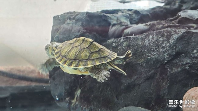 可愛(ài)的小烏龜