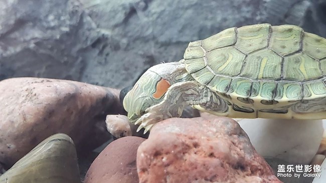 可愛(ài)的小烏龜