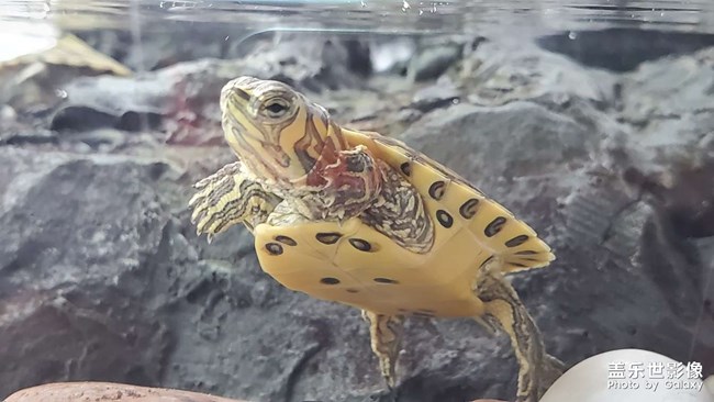 可愛(ài)的小烏龜