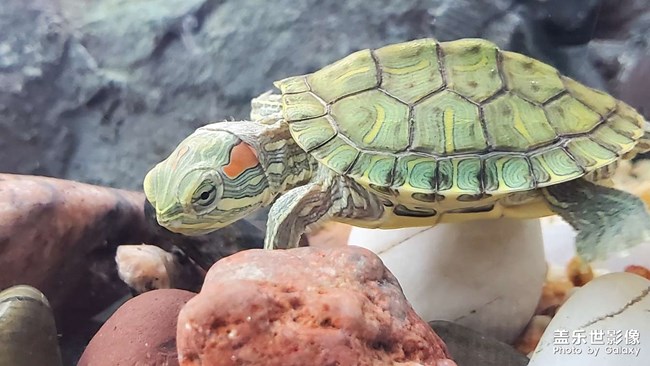 可愛(ài)的小烏龜