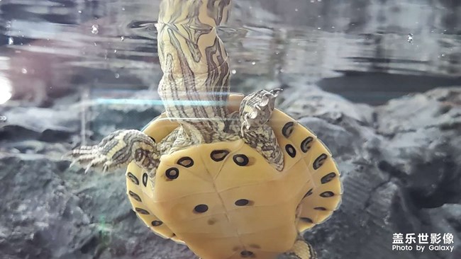 可愛(ài)的小烏龜