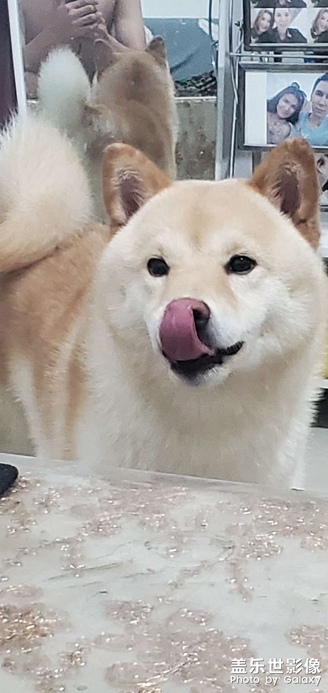 柴犬，雪郎