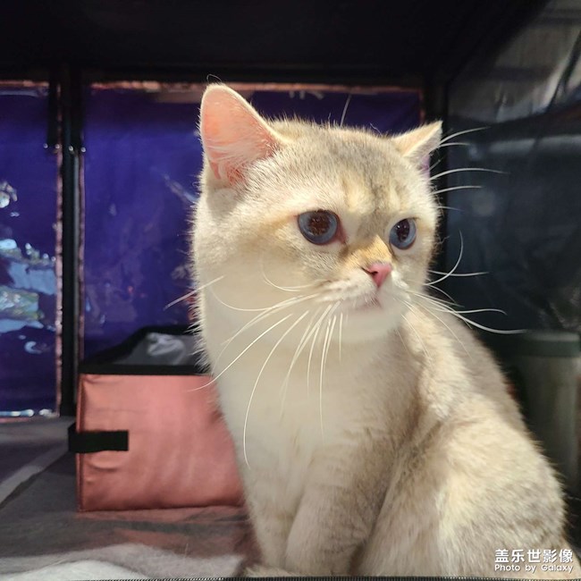 第三屆世寵國(guó)際名貓展
愛(ài)德勝杯名貓?? 選美比賽