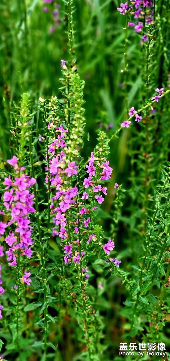 《每周星鮮事》第40期：Galaxy新品發(fā)布會 敬請期待