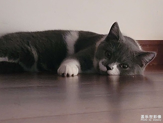 我家主子