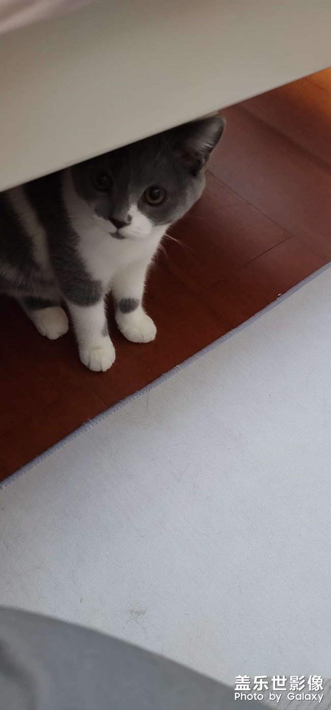 我家主子