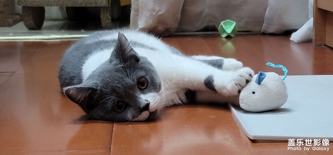 我家主子
