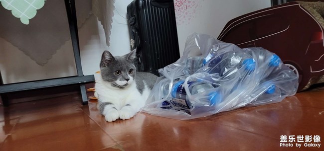 我家主子2