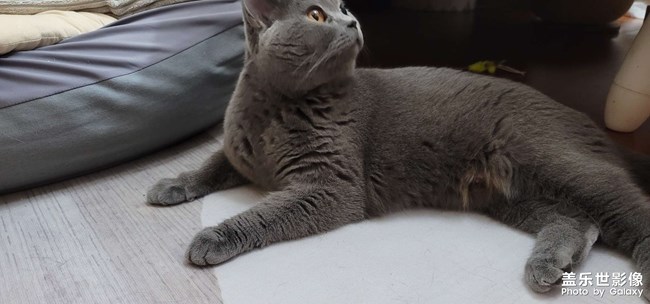 我家主子