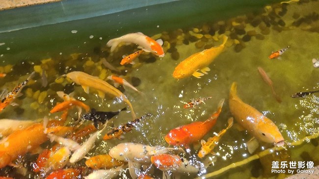 慶祝雙節(jié)，菜品很多，拍不完??門口的冬瓜就是這樣煮的