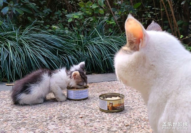 《每周星鮮事》 第49期