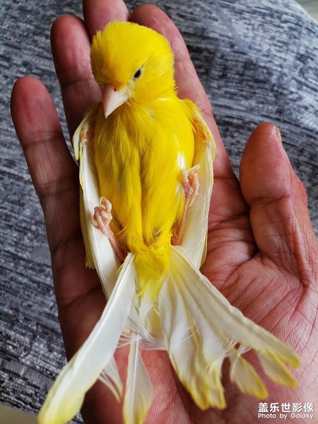 小阿寶，跟孩子一樣可愛！自己會開籠子的門！