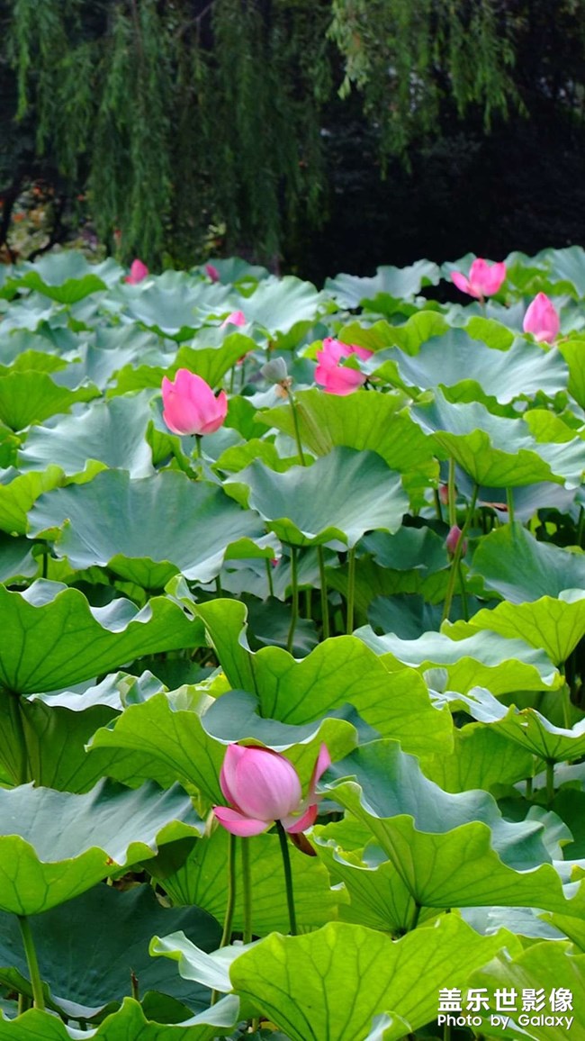 高清手機(jī)壁紙來(lái)一波