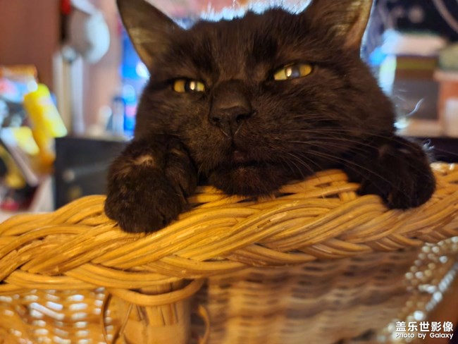 ￣ ￣)σ可愛貓咪