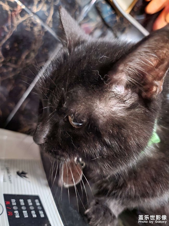 ￣ ￣)σ可愛貓咪