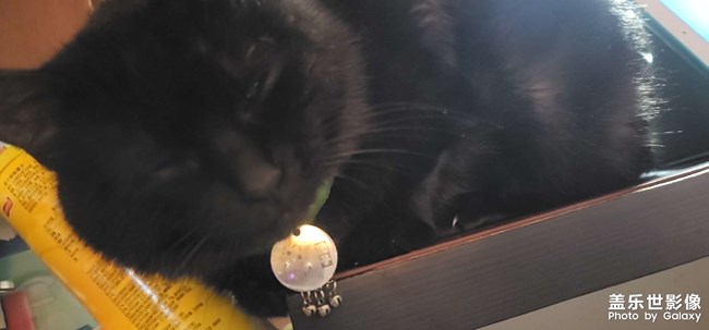 ￣ ￣)σ可愛貓咪