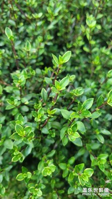 【難忘2020】+回憶過往