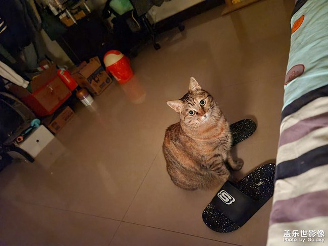 分享一只五歲的小妖精