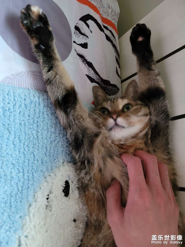 分享一只五歲的小妖精