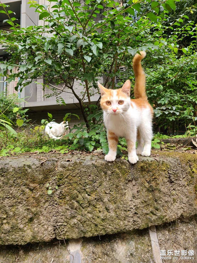 學(xué)校的小橘白