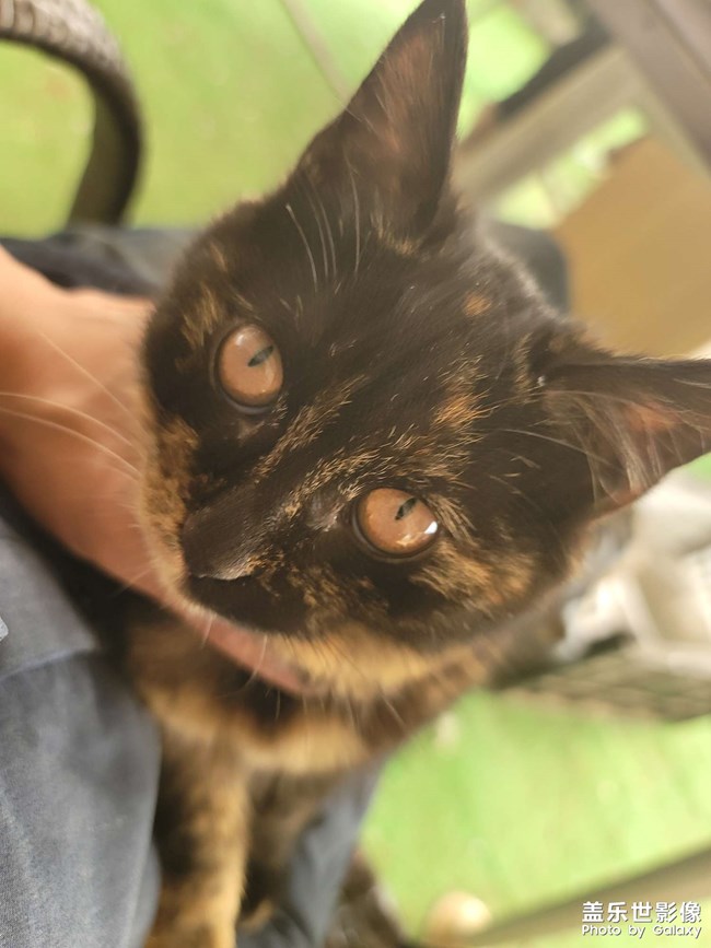 隨手拍·午后慵懶