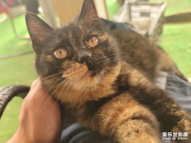 隨手拍·午后慵懶