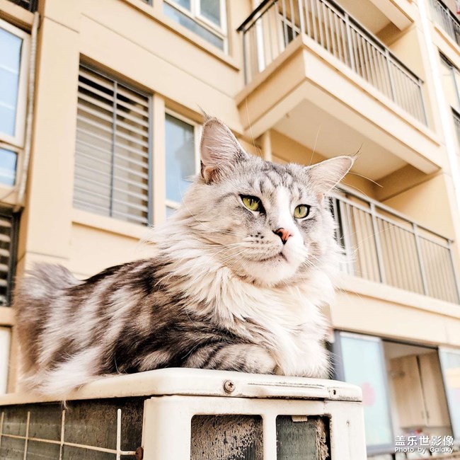 我家有只不怕死的大貓