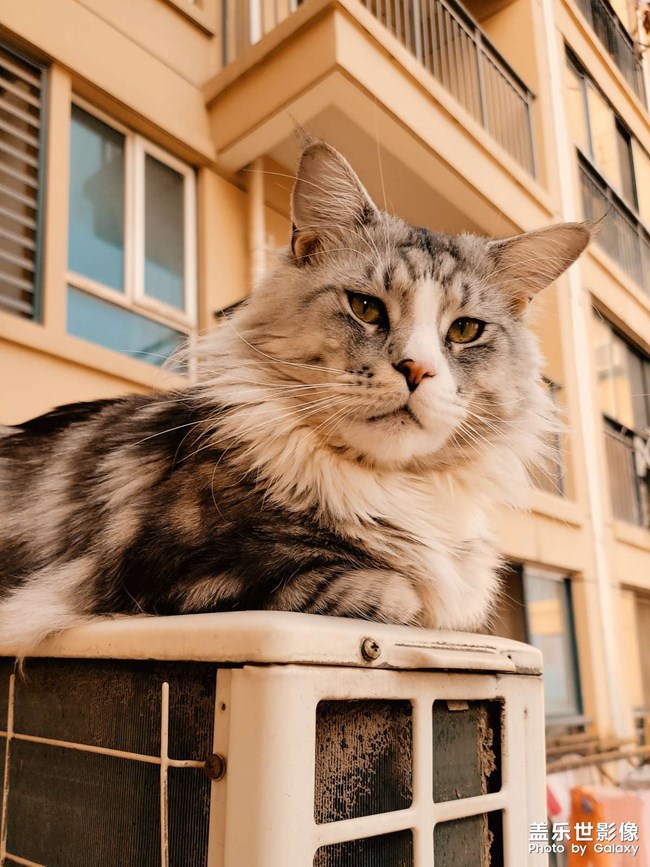 我家有只不怕死的大貓