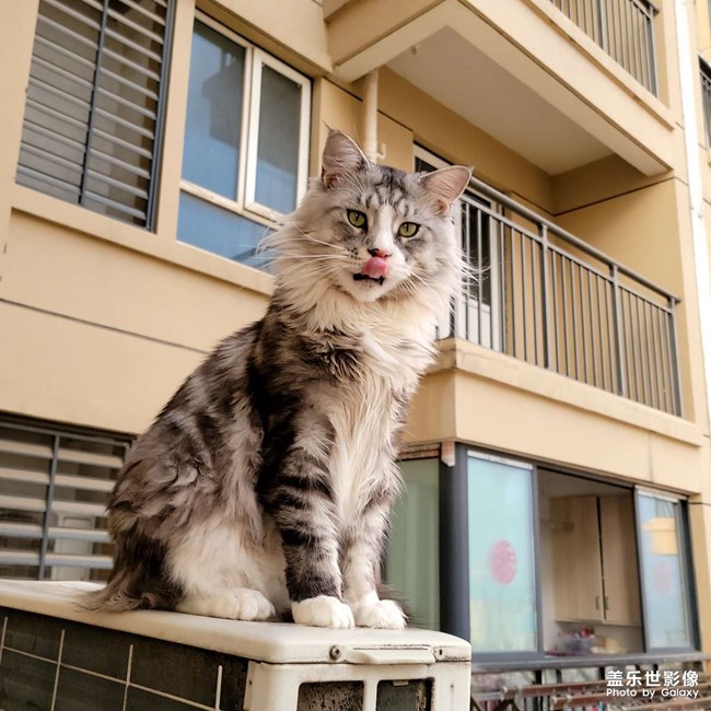 我家有只不怕死的大貓