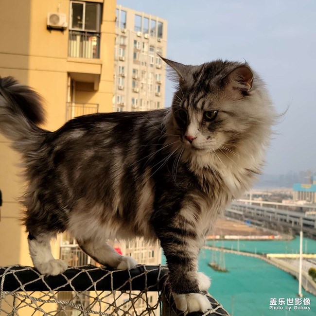 我家有只不怕死的大貓