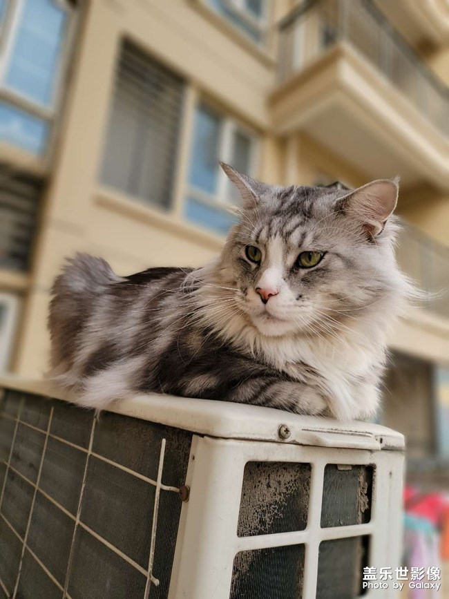 我家有只不怕死的大貓