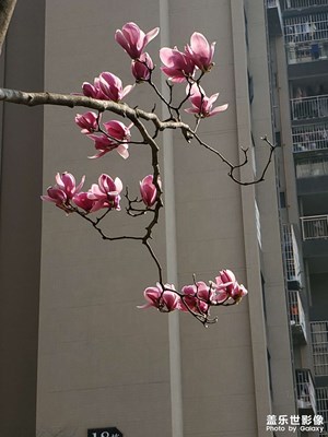 【大國小家】+我的家園春花爛漫