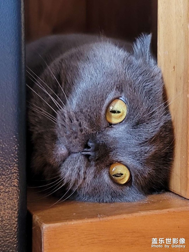 出生即退休的家伙