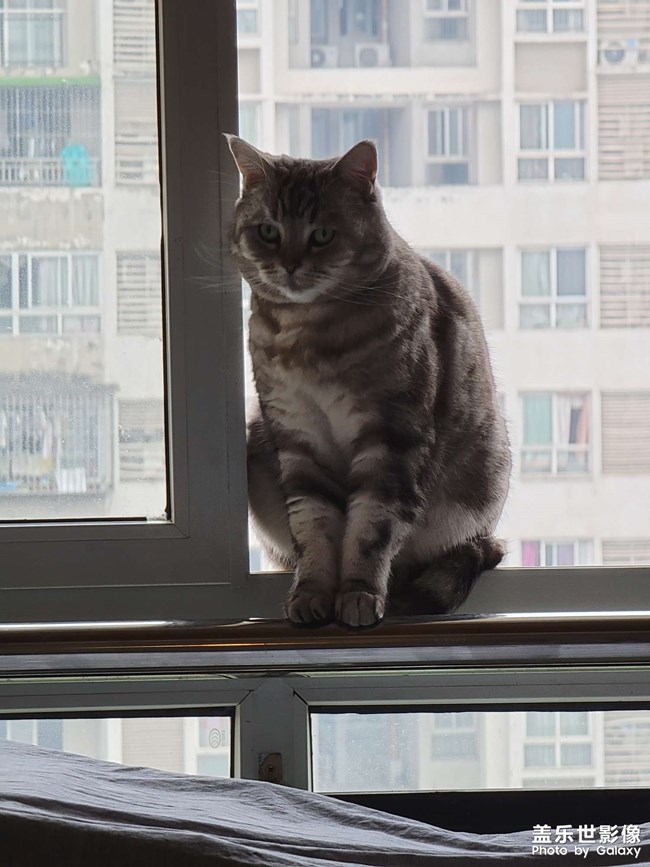 擼貓一時爽，一直擼貓一直爽