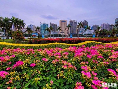 廈門的市花……三角梅