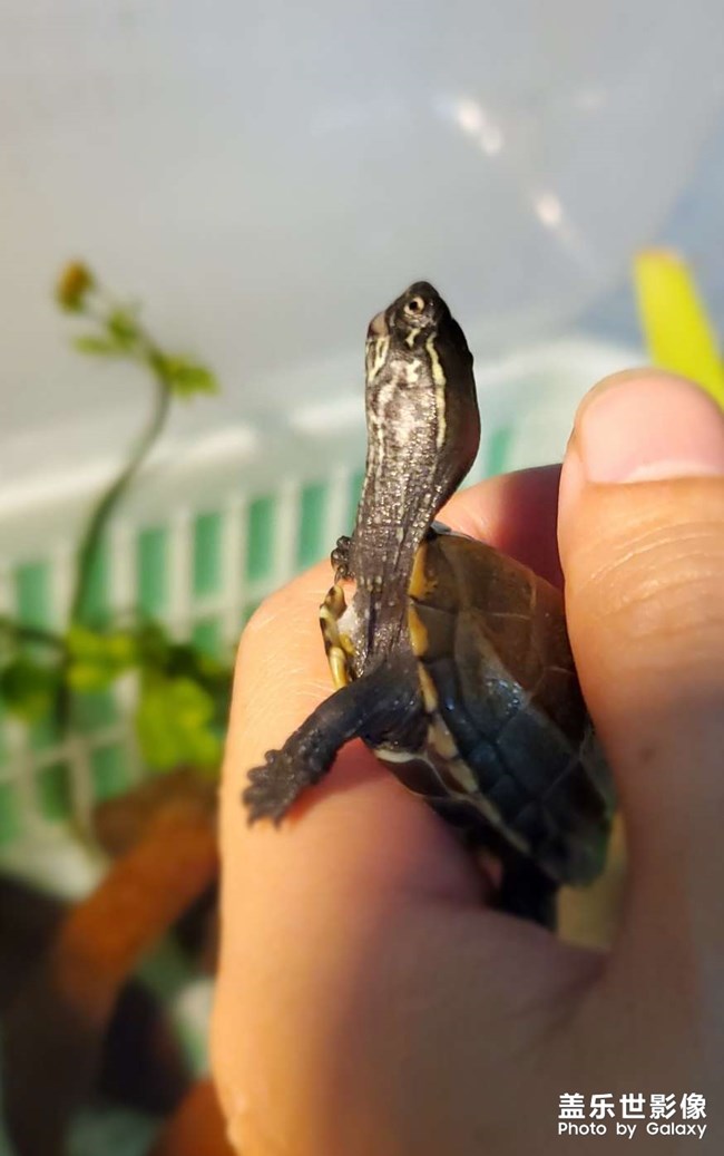 鎮(zhèn)宅神獸到????