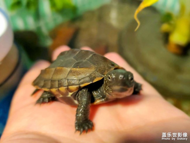 鎮(zhèn)宅神獸到????