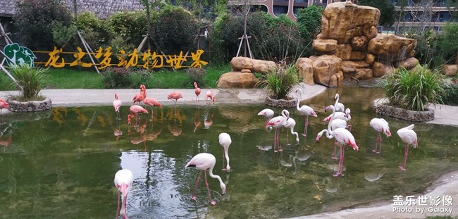 太湖龍之夢動物世界