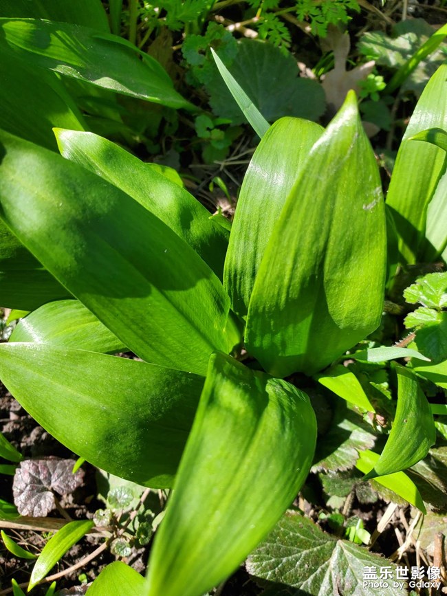 剛薅完資本主義羊毛大家猜猜這是啥