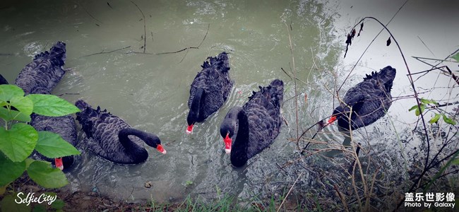 太湖龍之夢動物世界