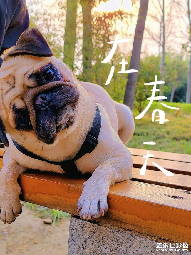 萌寵來襲
