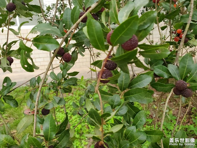 楊梅（續(xù)……