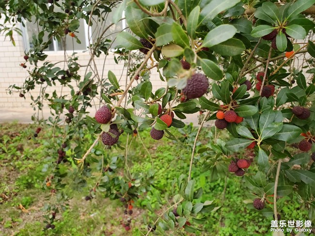 楊梅（續(xù)……