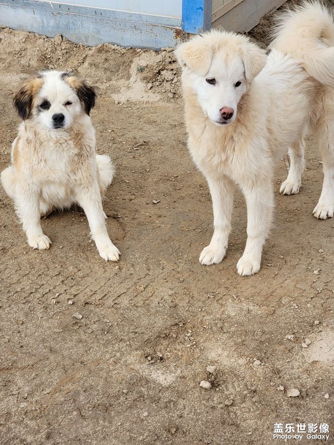 中華田園犬