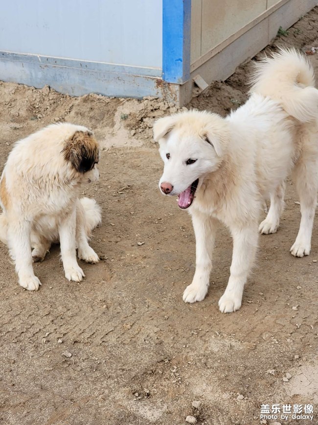 中華田園犬